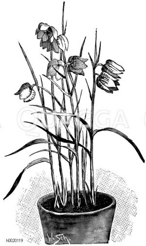 Schachbrettblume Zeichnung/Illustration