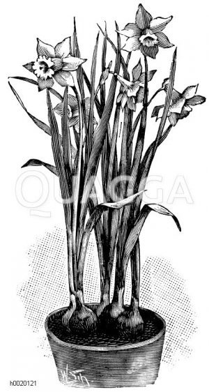 Amaryllidaceae - Narzissengewächse
