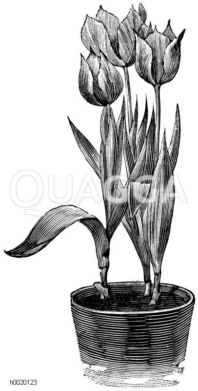 Einfache Tulpen Zeichnung/Illustration