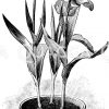Gefüllte Tulpen Zeichnung/Illustration