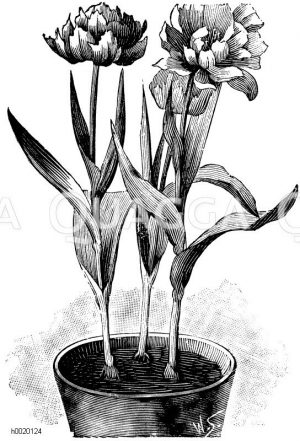 Gefüllte Tulpen Zeichnung/Illustration