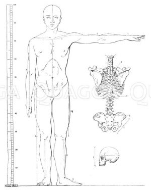Kanon der menschlichen Gestalt (nach Carus-Rietschel) Zeichnung/Illustration