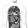 Vorderansicht der Brust- und Baucheingeweide Zeichnung/Illustration