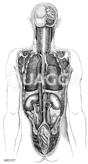 Rückenansicht der Brust- und Baucheingeweide Zeichnung/Illustration