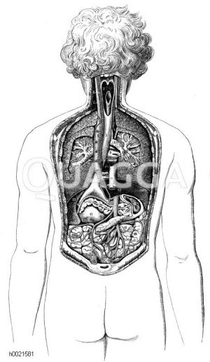 Rückenansicht der Brust- und Baucheingeweide nach Entfernung eines Teils derselben Zeichnung/Illustration