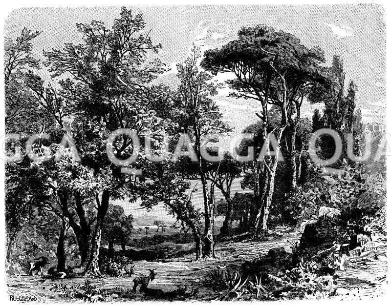 Ölbäume und Pinien Zeichnung/Illustration
