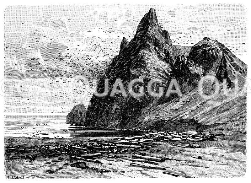 Vogelberg und Treibholz auf Jan Mayen Zeichnung/Illustration