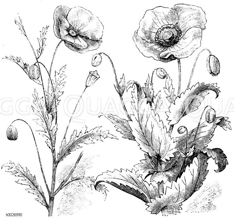 Klatschmohn (links), Schlafmohn (rechts) [Digital]