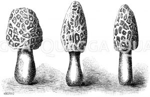 Morchella esculenta (links), Morchella deliciosa (Mitte), Morchella conica (rechts) [Digital]