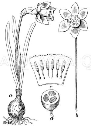 Narzisse. A) Pflanze, b) Blüte von vorn, c) ausgerollte Krone, d) durchschnittener Fruchtknolle [Digital]