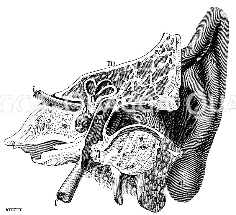 Mensch Ohr. Vertikaldurchschnitt. a) Ohrmuschel, b) Gehörgang, c