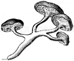 Semmelpilz [Digital]