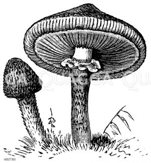 Pilz: Hallimasch [Digital]