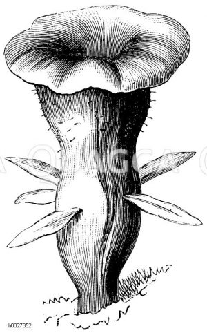 Pilz: Keulenpilz [Digital]