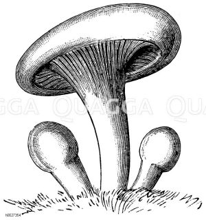 Pilz: Musseron [Digital]