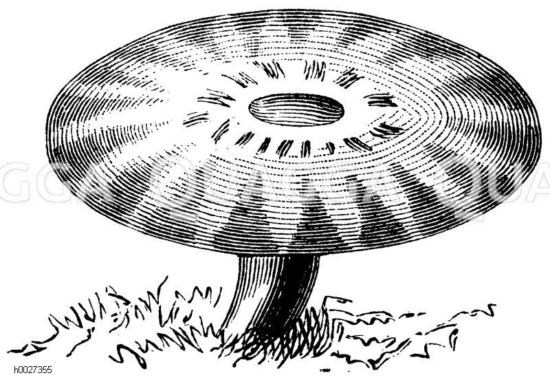 Pilz: Habichtsschwamm [Digital]