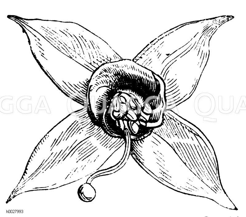 Blumenornament [Digital]