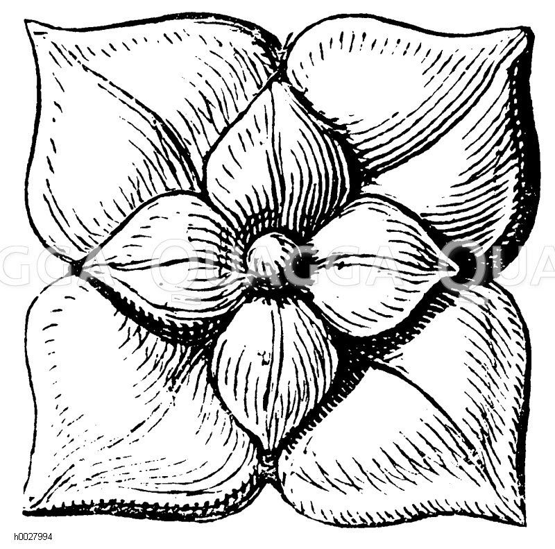 Blumenornament [Digital]
