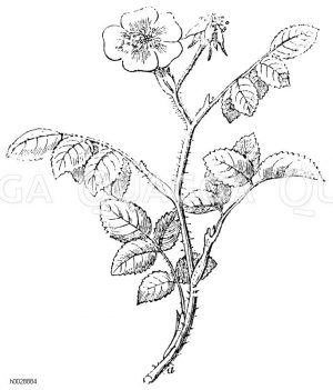 Provencer Rose [Digital]