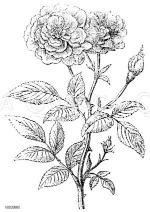 Indische Rose [Digital]