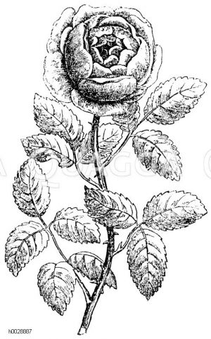 Teerose [Digital]