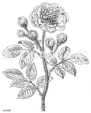 Moosrose [Digital]