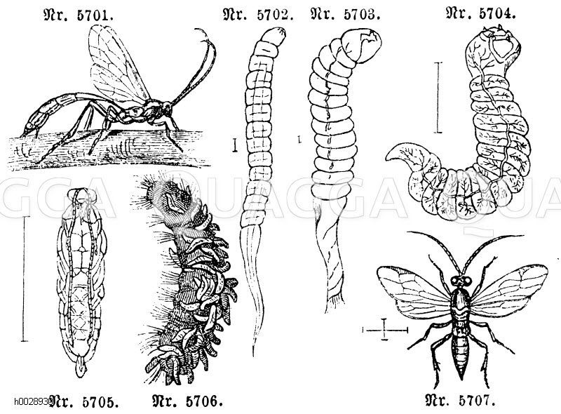 Schlupfwespe: Entwicklung. Nr. 5701. Kiefernspinnersichelwespe, Anomalon circumflexum, Nr. 5702. Larve dieser Schlupfwespe im ersten Jahr, Nr. 5708. Im zweitem Jahr, Nr. 5704. Späteres Larvenstadium (die umschließende Blase nicht mitgezeichnet). Nr. 5705 Puppe. Nr. 5706 Kiefernspinnerraupe, bedeckt mit den von ihrer Verpuppung aus ihr hervorbrechenden Larven einer anderen Schlupfwespe (Microgaster nemorum). Nr. 5707 Schlupfwespe im entwickelten Zustand [Digital]