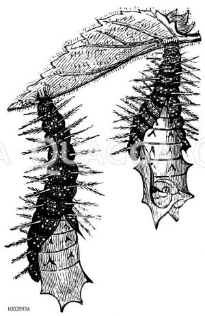 Dornraupen in Verpuppung [Digital]