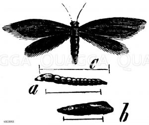 Pelzmotte. A) Raupe, b) Puppe, c) Motte [Digital]