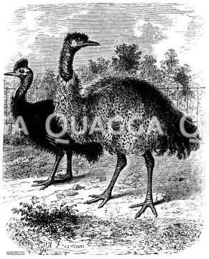 Kasuar (links), Emu (rechts) [Digital]