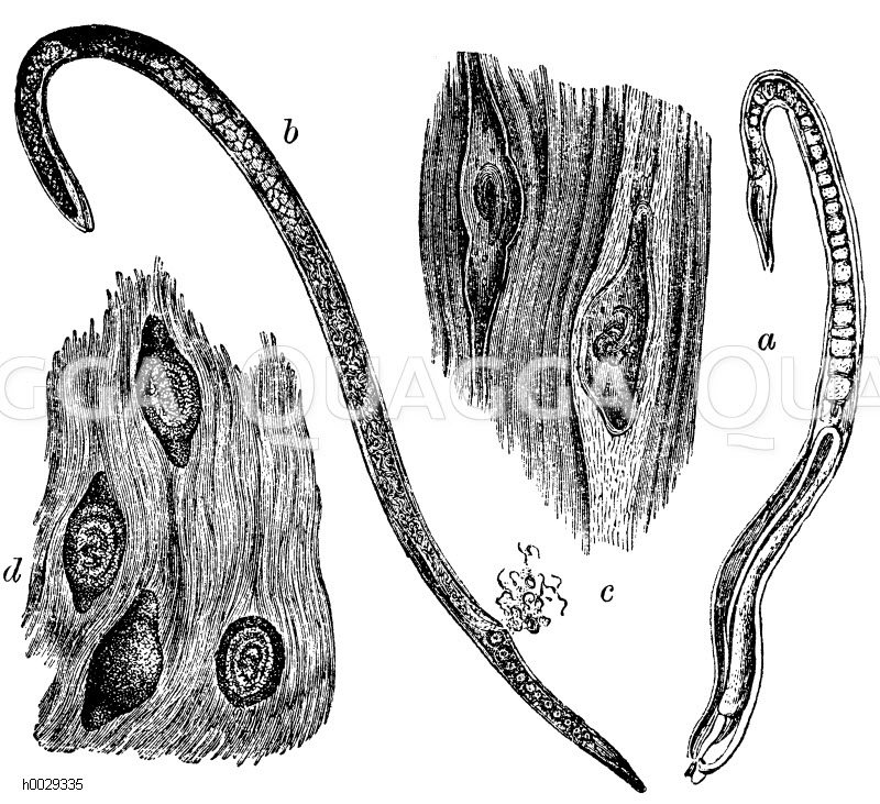Trichine. a) männliche, b) weibliche Trichine, c) Fleisch mit