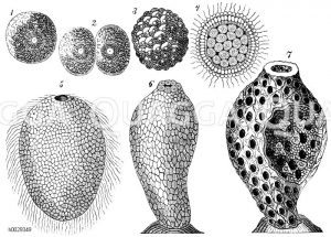 Kalkschwamm. Entwicklung einer Spongie. 1. Ei. 2. Teilung des Ei, 3. Morula, 4. Planula (Larve), 5. Gastrula (Darmlarve), 6. Ascula, 7. Olynthus [Digital]
