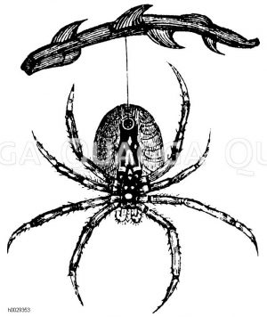 Kreuzspinne. Gliedertiere (Arthropoden). [Digital]