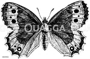 Tagfalter. Gliedertiere (Arthropoden). [Digital]