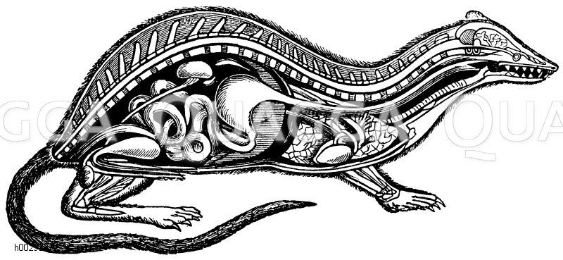 Ratte als Beispiel für Wirbeltiere. Säuger: Durchschnitt, Wirbelsäule, Gedärm, Magen-Darm-Trakt [Digital]