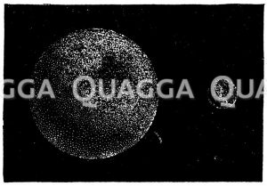 Uranus und Erde in ihrem Größenverhältnis [Digital]