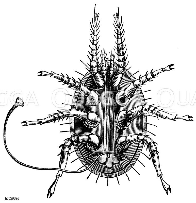 Uropoda Americana (Unterseite), c) Saugfaser der Uropoda Quagga