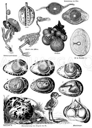Entwicklung des Vogels im Ei. 1. Frisches Ei, 2. Bebrütet, 3. Erscheinen des Embryos, 4-5. Entwicklung der Allantois (Atmungsorgan), 6-7. Abschluss der Entwicklung [Digital]