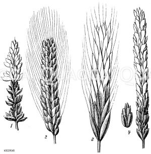 Weizenarten. 1) Triticum vulgare L., 2) Triticum turgidum L., 3) Triticum polonicum L., 4) Triticum spelta L. [Digital]