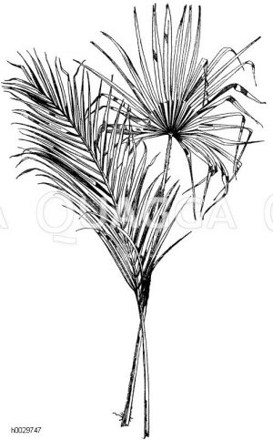 links: Areca rubra - Arekapalme (in Asien als Baum, sog. Pinang): Wedel. rechts: Corypha australis - Fächerpalme oder Schirmpalme: Blatt [Digital]