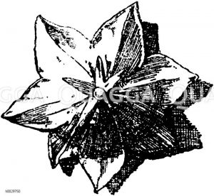 Ornament: Blüten [Digital]