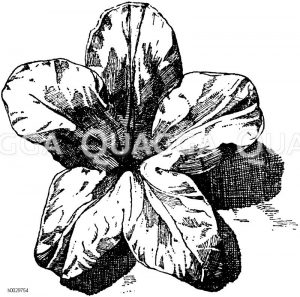 Ornament: Blüten [Digital]