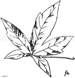 Liquidambar styraciflua - amerikanischer Araberbaum: Blatt. Dieser Baum liefert den Storax oder Styrax, ein Gummiharz [Digital]
