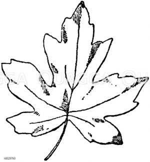 Liquidambar orientale - orientalischer Amberbaum: Blatt [Digital]