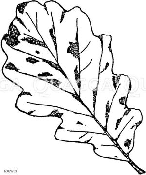 Quercus sessiliflora - Steineiche oder Wintereiche: Blatt [Digital]