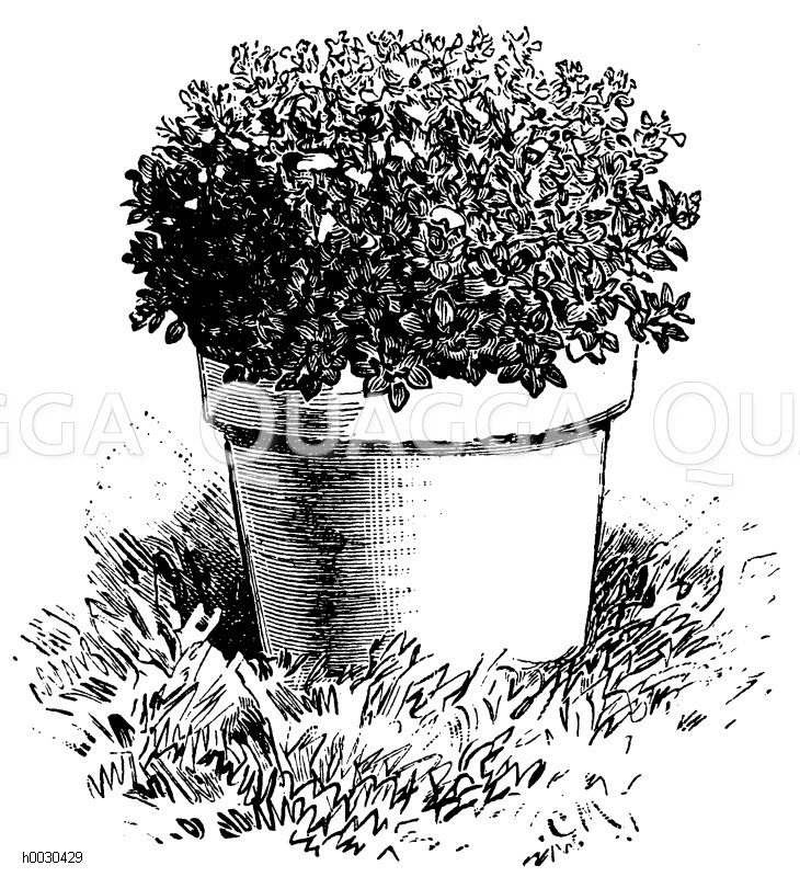 Basilikum Zeichnung/Illustration