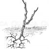 Einjährige Stecklingspflanze Zeichnung/Illustration
