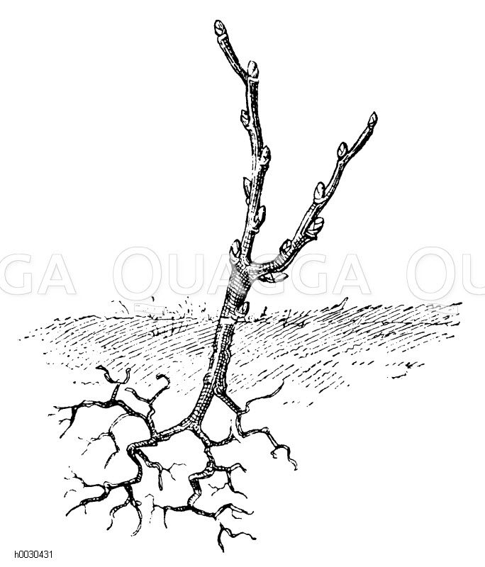 Einjährige Stecklingspflanze Zeichnung/Illustration