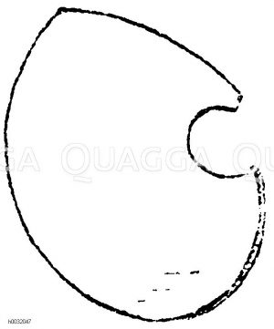 Schildform: Einfacher Renaissanceschild nach der Form der Tartsche. [Digital]