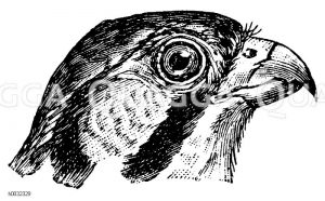 Edelfalke: Kopf [Digital]